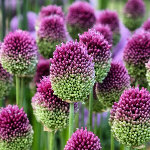 Allium Bulbs Sphaerocephalon